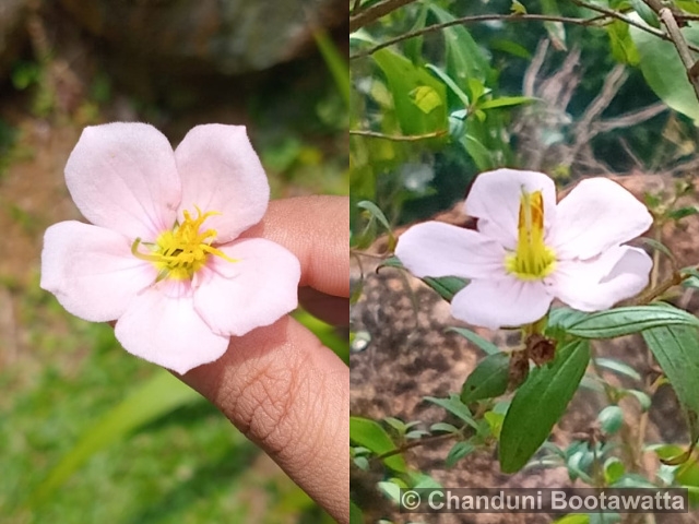 Sabatia stellaris