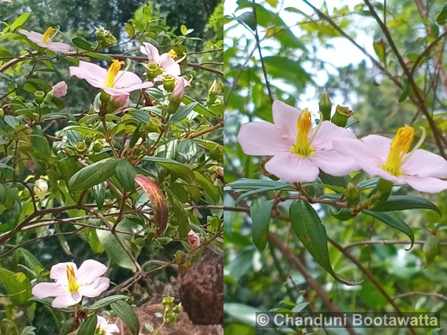Sabatia stellaris