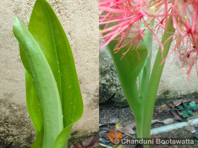 Scadoxus multiflorus