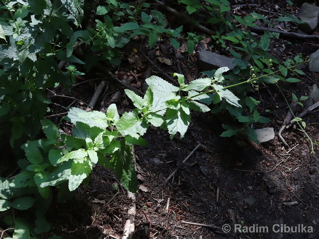 Scrophularia scopoli