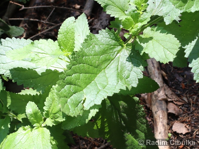 Scrophularia scopoli