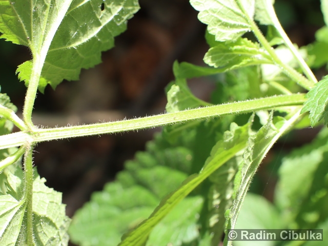 Scrophularia scopoli