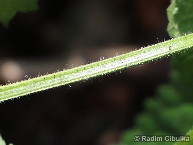 Scrophularia scopoli