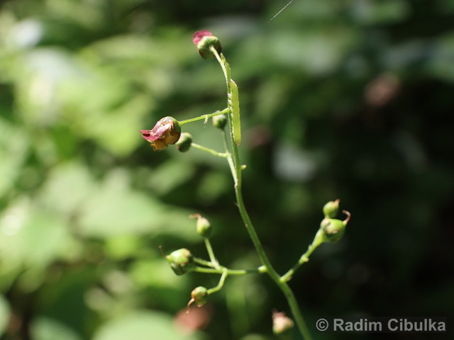 Scrophularia scopoli