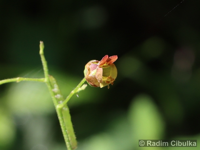 Scrophularia scopoli