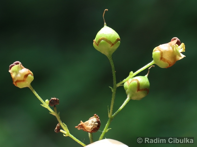 Scrophularia scopoli