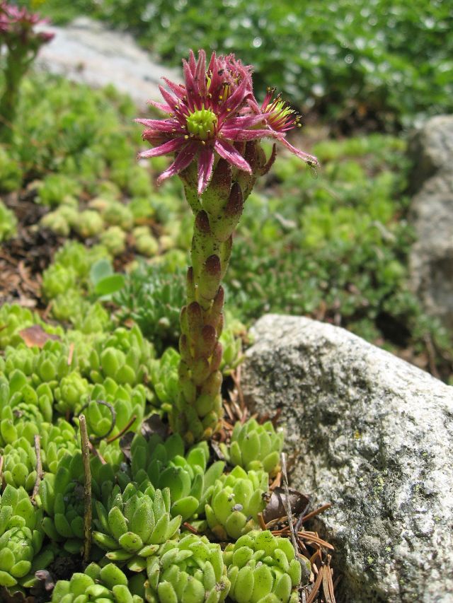 Sempervivum montanum