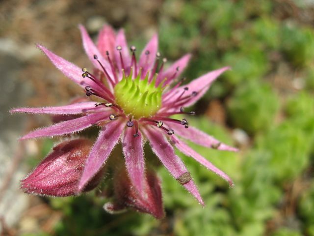 SEMPERVIVUM MONTANUM L. – netřesk horský