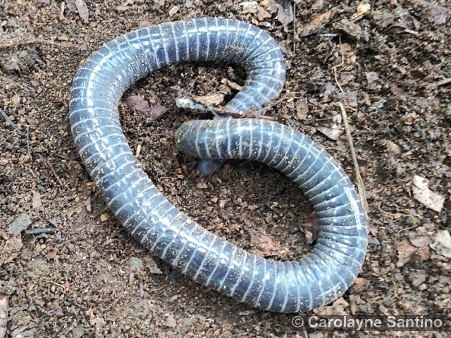 Siphonops annulatus, cecílie kroužkovaná