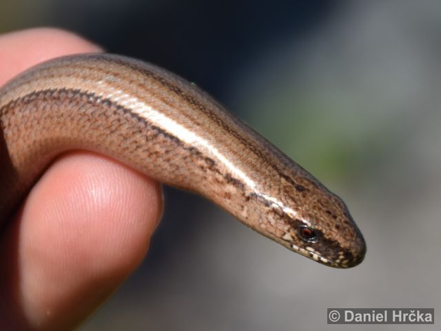 Anguis fragilis