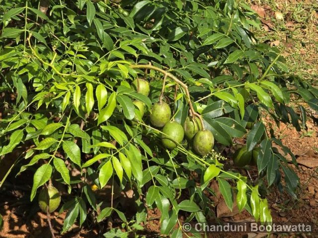 SPONDIAS DULCIS Parkinson – June plum