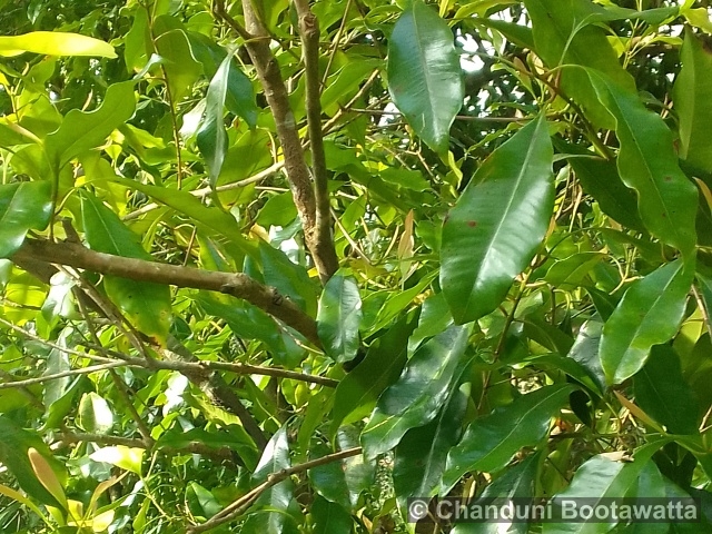 Syzygium aromaticum 