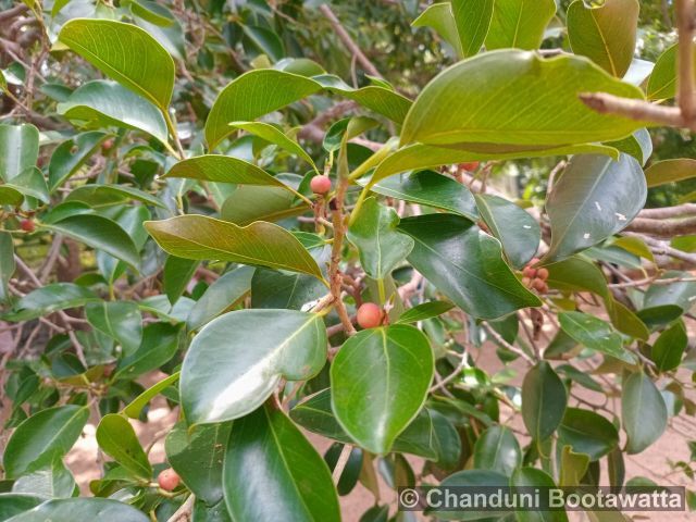 Syzygium caryophyllatum 