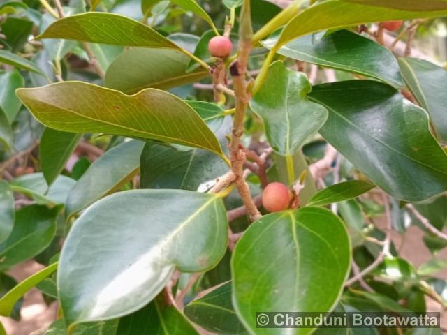 SYZYGIUM CARYOPHYLLATUM (L.) Alston – South Indian Plum Tree