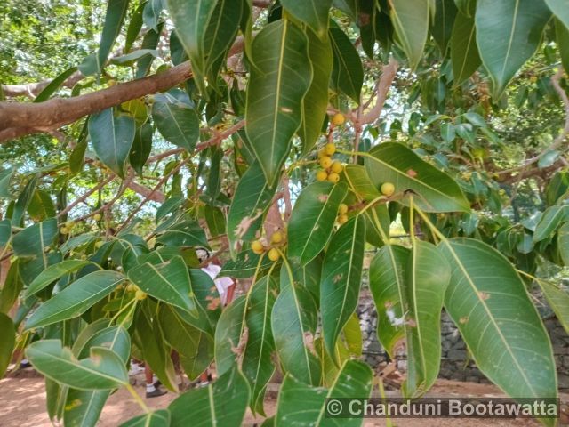 Syzygium caryophyllatum 