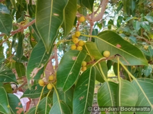 Syzygium caryophyllatum 