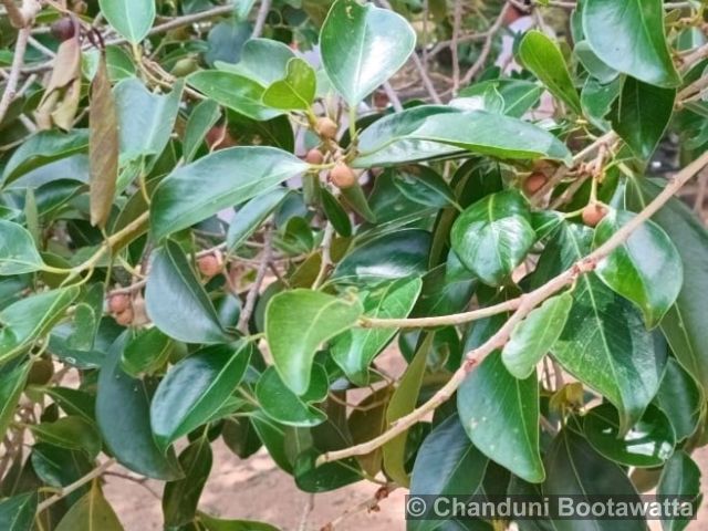 Syzygium caryophyllatum 