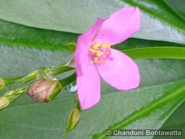 TALINUM FRUTICOSUM (L.) Juss. – Ceylon Spinach TALINUM FRUTICOSUM (L.) Juss. – Ceylon Spinach