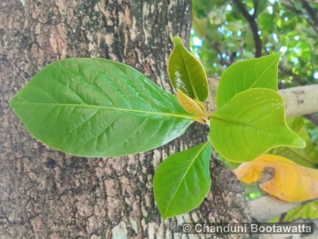 TERMINALIA CATAPPA – Sri Lankan almond tree TERMINALIA CATAPPA – Sri Lankan almond tree
