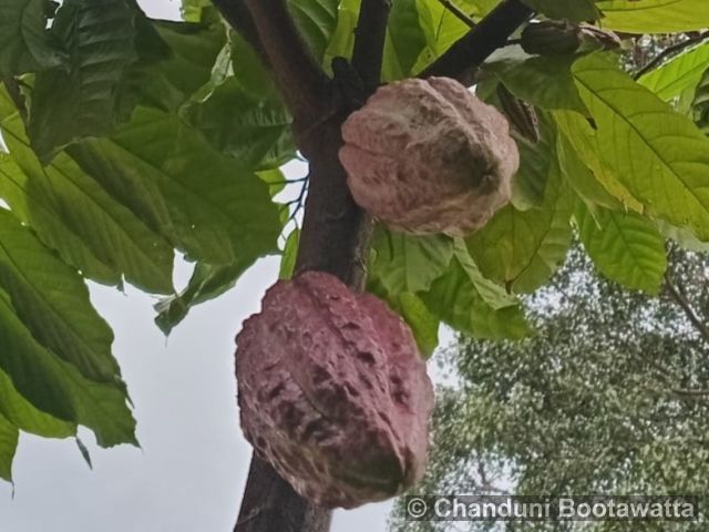 THEOBROMA CACAO L. – Cocoa Plant THEOBROMA CACAO L. – Cocoa Plant