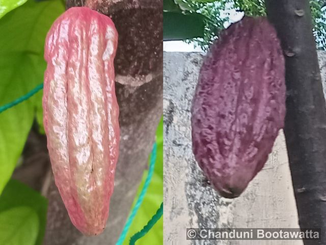 Theobroma cacao