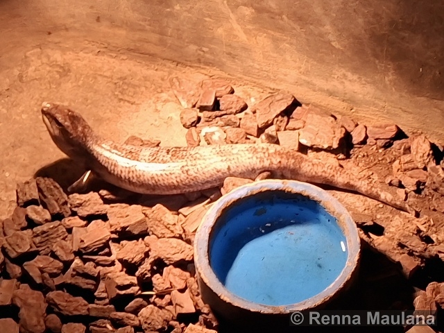 Tiliqua gigas