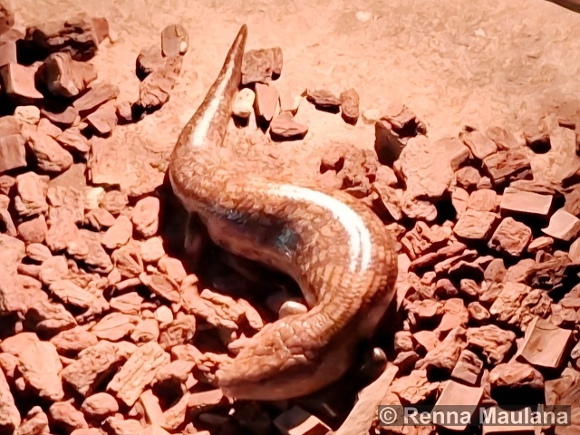 Tiliqua gigas