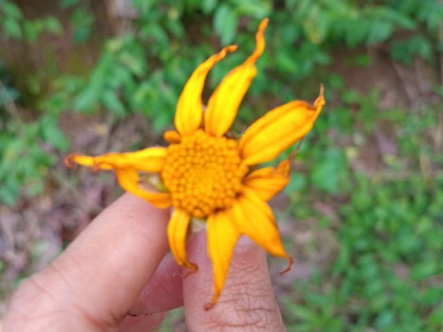 TITHONIA DIVERSIFOLIA (Hemsl.) A.Gray – Mexican sunflower TITHONIA DIVERSIFOLIA (Hemsl.) A.Gray – Mexican sunflower
