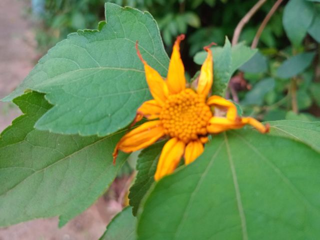 Tithonia diversifolia