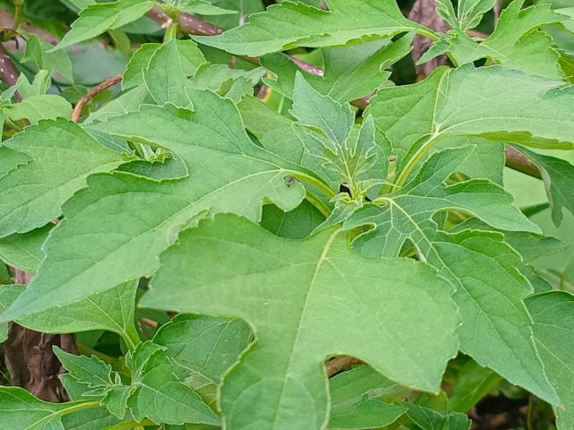 Tithonia diversifolia