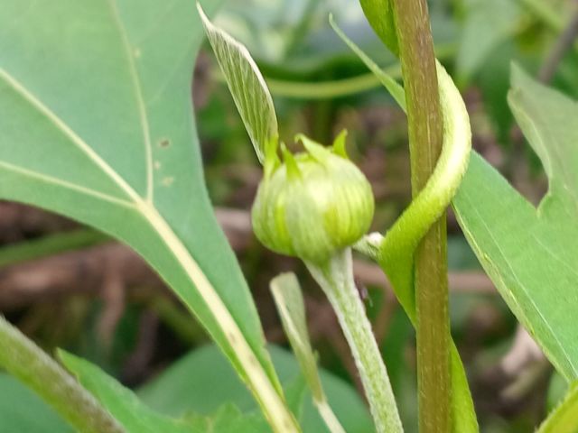Tithonia diversifolia