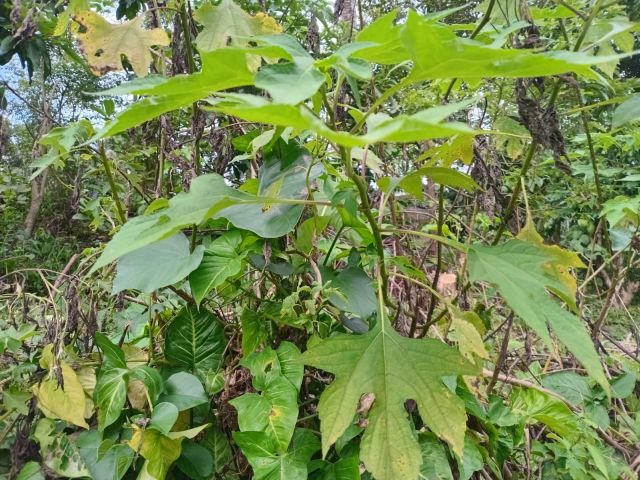 Tithonia diversifolia