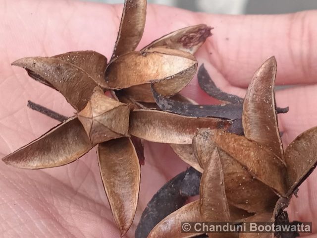 TOONA CILIATA – Toona tree TOONA CILIATA – Toona tree