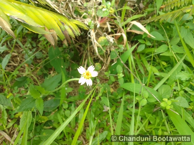 Tridax procumbens