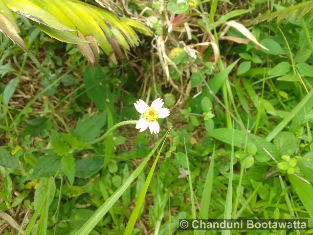Tridax procumbens