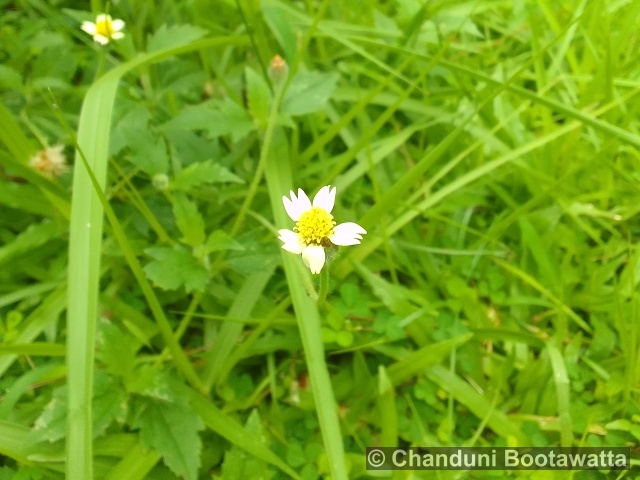 Tridax procumbens