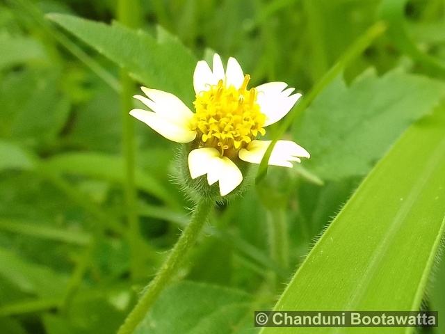 TRIDAX PROCUMBENS L. – Tridax daisy Tridax procumbens