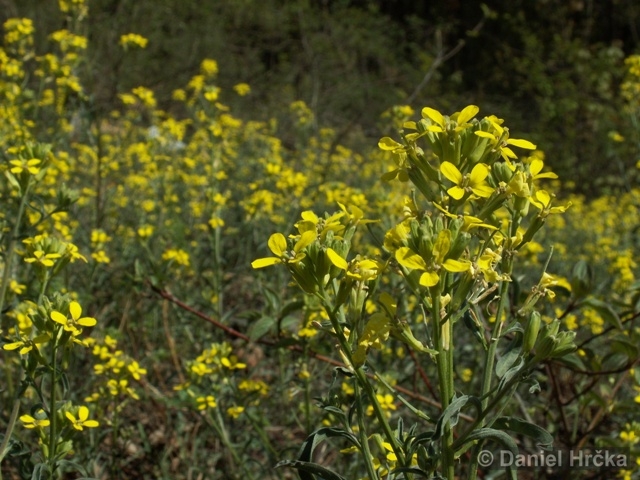 U bránického pivovaru