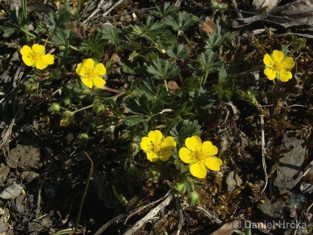 U bránického pivovaru