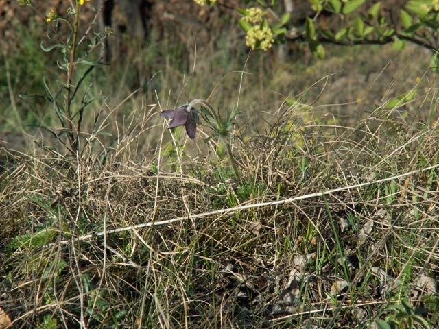 U bránického pivovaru