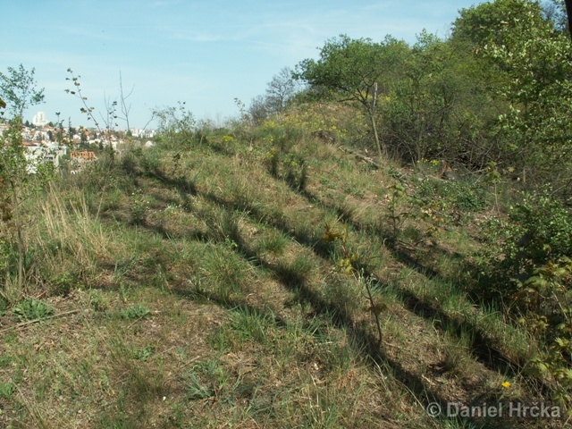 U bránického pivovaru