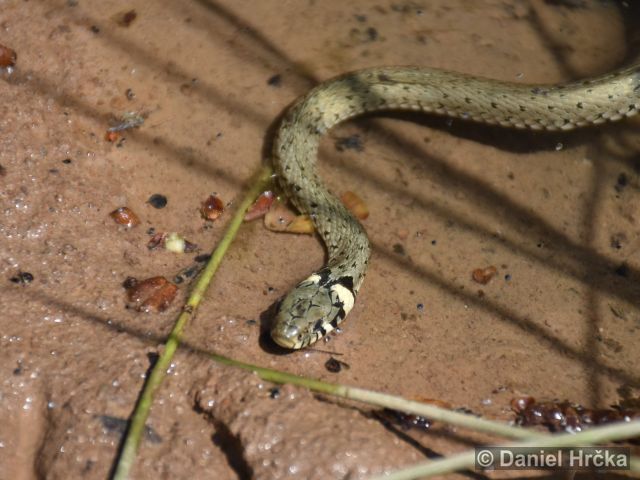 Natrix natrix, užovka obojková