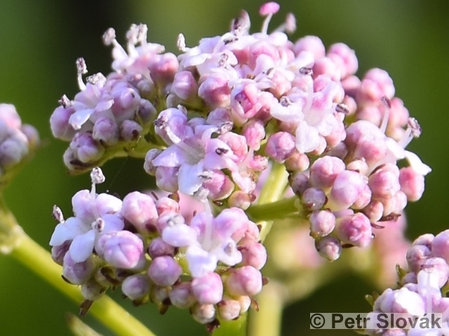Valeriana simplicifolia