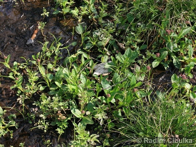 Valeriana simplicifolia