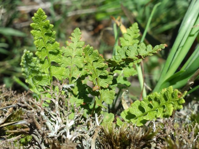 WOODSIA ALPINA (Bolton) S. F. Gray – kapradinka alpínská