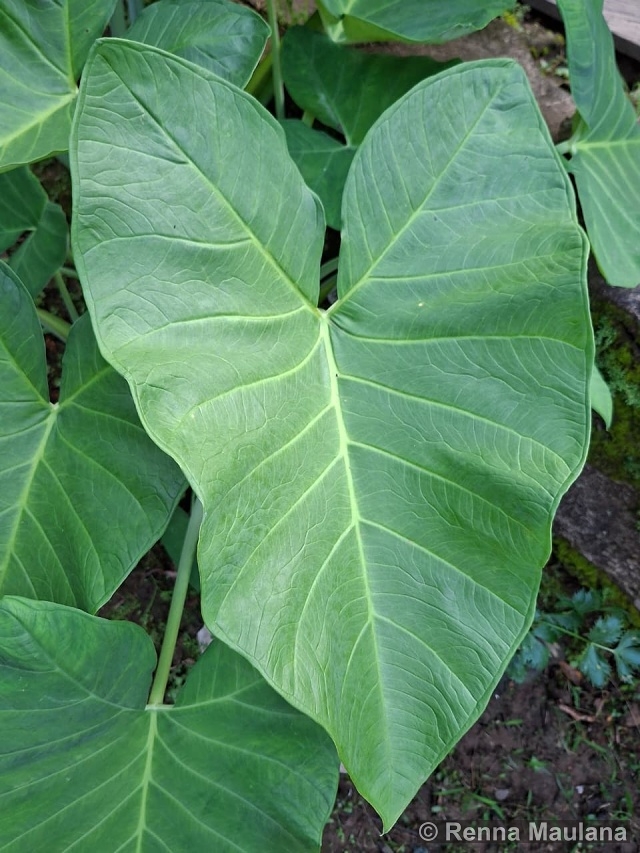 Xanthosoma sagittifolium