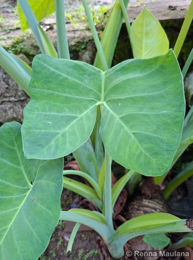 Xanthosoma sagittifolium