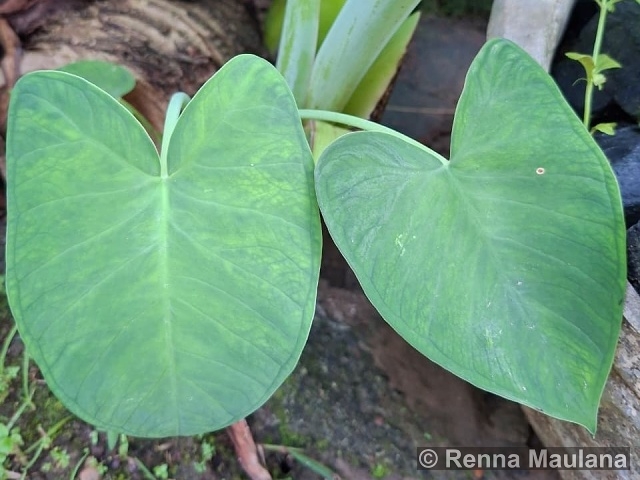 Xanthosoma sagittifolium