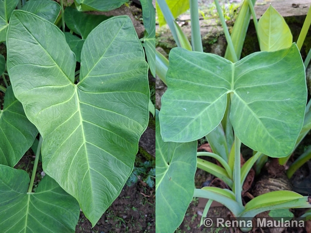 Xanthosoma sagittifolium