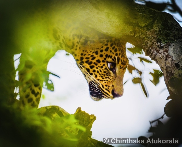 Yala National Park